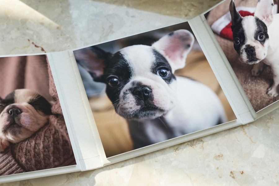 Why Pet Photography is the Best Photography Genre for a Pro